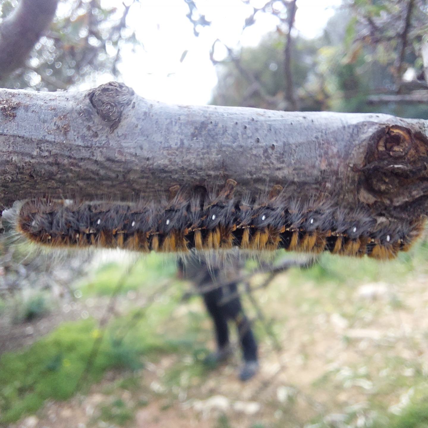 Lasiocampa quercus - Lasiocampidae